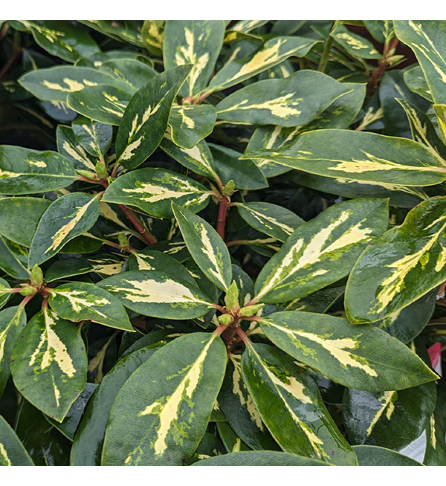 Rhododendron Goldflimmer (4.5lt)