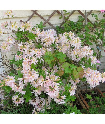 Rhododendron (Azalea) mollis Irene Koster (5lt)