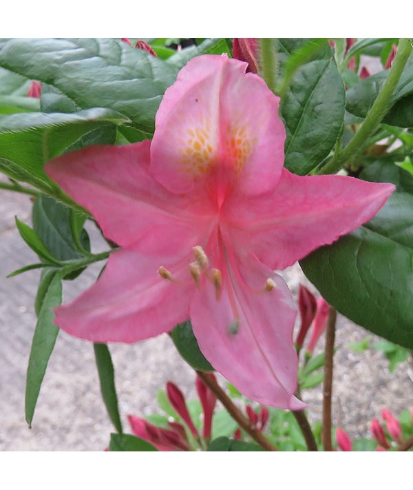 Rhododendron (Azalea) Jolie Madame (5lt)