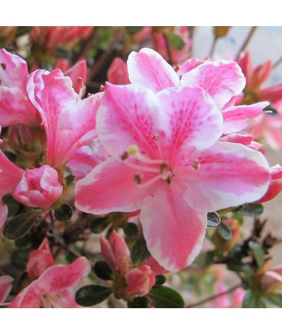Rhododendron (Azalea) Kermesinum Rose (5lt)