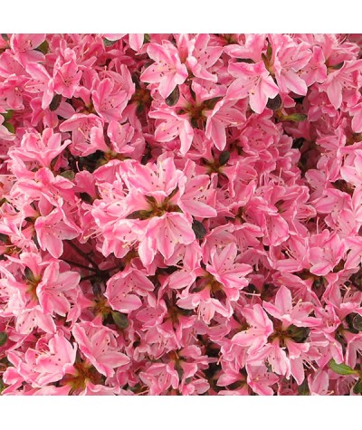 Rhododendron (Azalea) Kermesinum Rose (5lt)