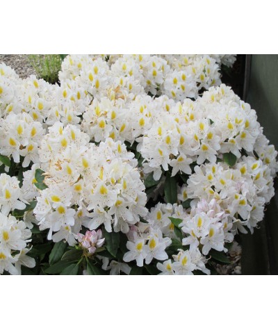 Rhododendron Madame Masson (5lt)