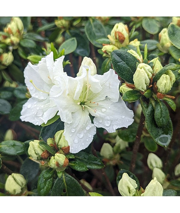 Rhododendron (Azalea) Maischnee (Hachmai) (4.5lt)