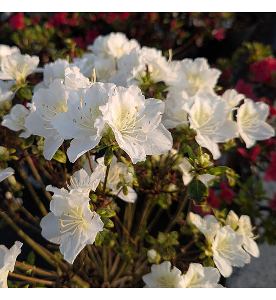 Rhododendron (Azalea) Maischnee (Hachmai) (4.5lt)