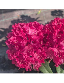 Rhododendron Marie Fortie (5lt)