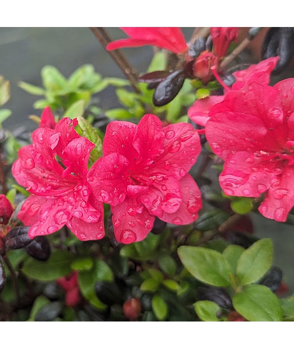 Rhododendron (Azalea) Maruschka (2lt)