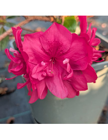 Rhododendron (Azalea) Mother's Day (2lt)