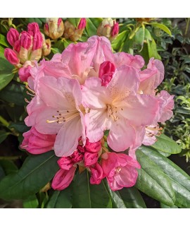 Rhododendron Percy Wiseman (4.5lt)