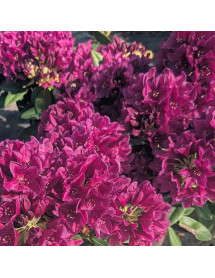 Rhododendron Polarnacht (5lt)