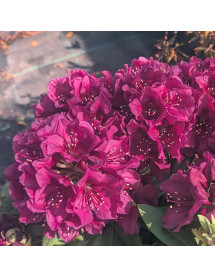 Rhododendron Polarnacht (5lt)