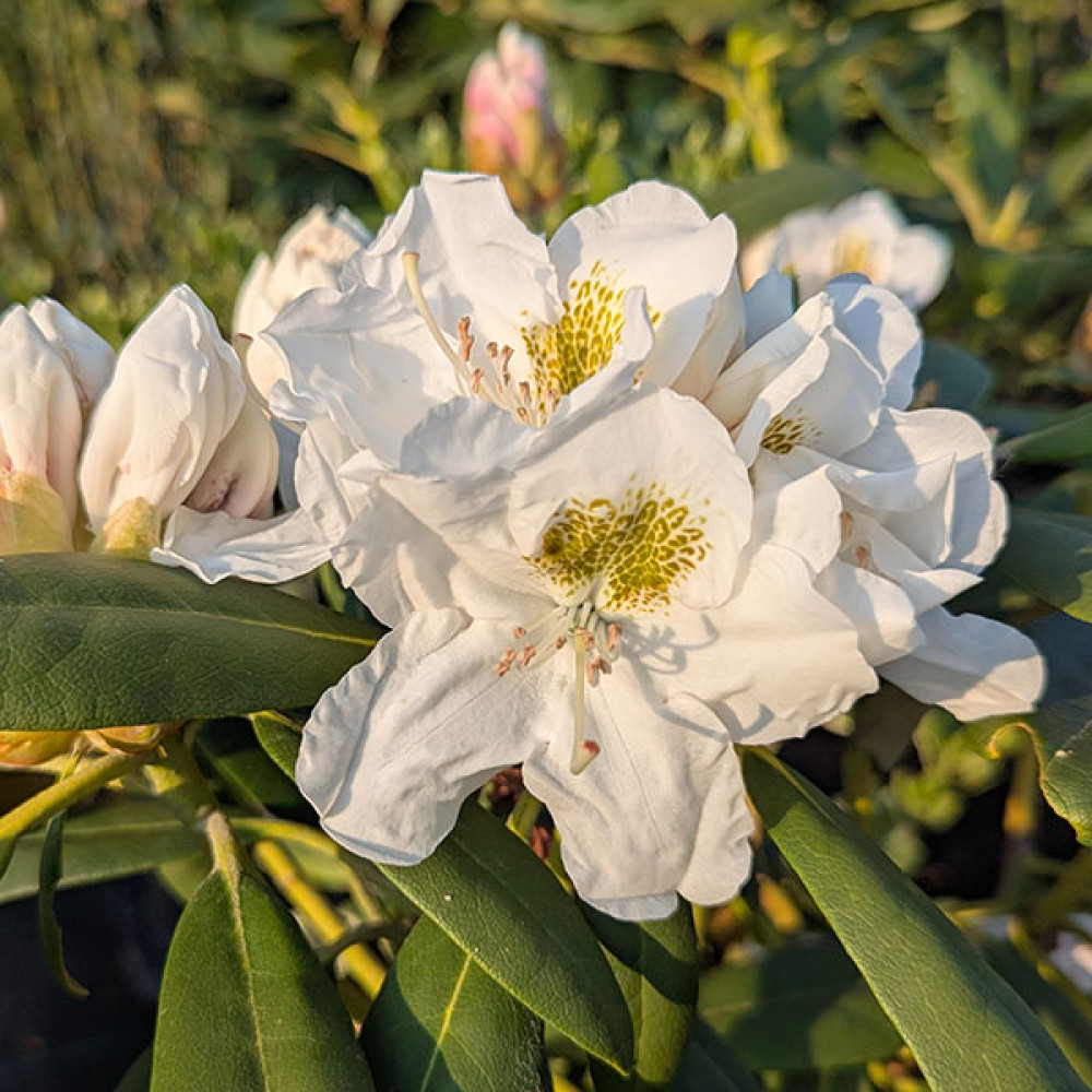 Rhododendron Hachmann's Porzellan (10lt)