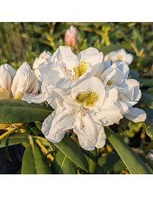 Rhododendron Hachmann's Porzellan (10lt)