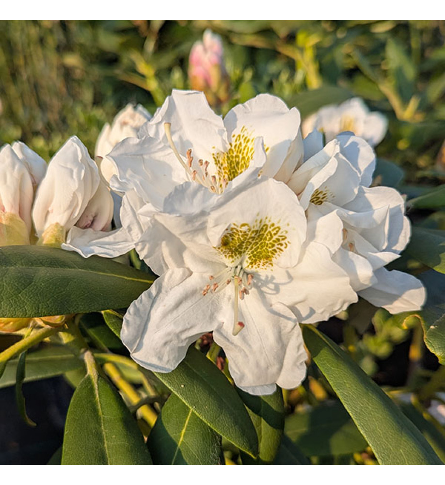 Rhododendron Hachmann's Porzellan (10lt)