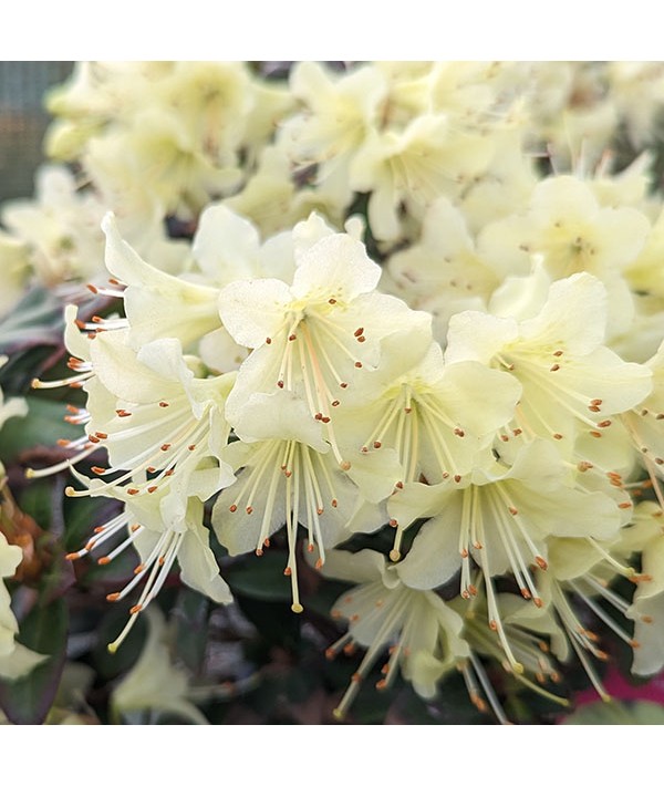 Rhododendron Princess Anne (4.5lt)