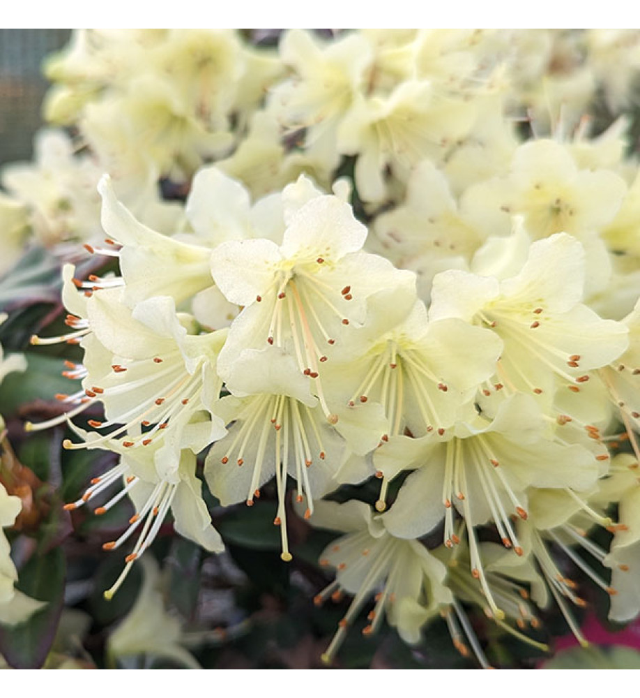 Rhododendron Princess Anne (4.5lt)