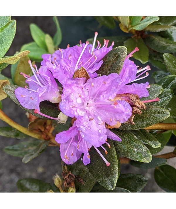 Rhododendron Ramapo (4.5lt)