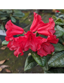 Rhododendron Scarlet Wonder (10lt)