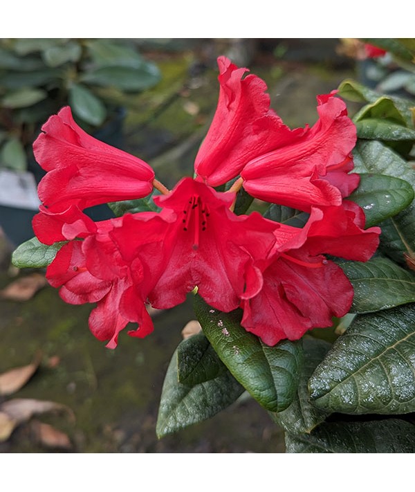 Rhododendron Scarlet Wonder (4.5lt)