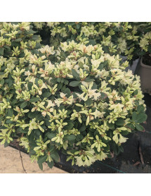 Rhododendron Shamrock (4.5lt)