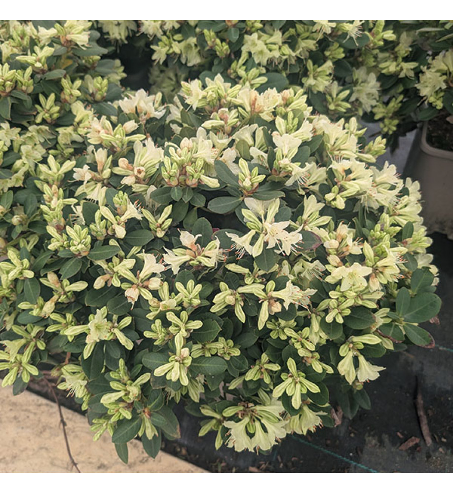 Rhododendron Shamrock (4.5lt)