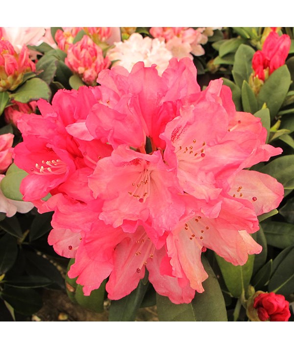 Rhododendron Sneezy (5lt)