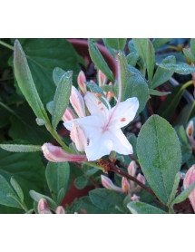 Rhododendron (Azalea) Snowbird (7.5lt)