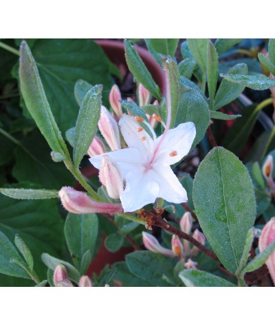 Rhododendron (Azalea) Snowbird (3lt)
