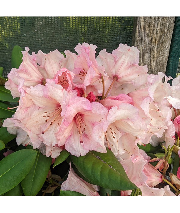 Rhododendron Virginia Richards (4.5lt)