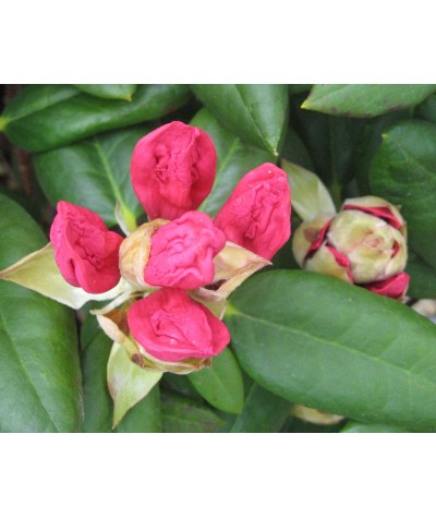 Rhododendron Virginia Richards (4.5lt)
