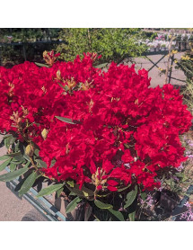 Rhododendron Vulcan's Flame (4.5lt)