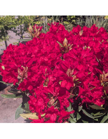 Rhododendron Vulcan's Flame (4.5lt) Rhododendron Vulcan's Flame (4.5lt)