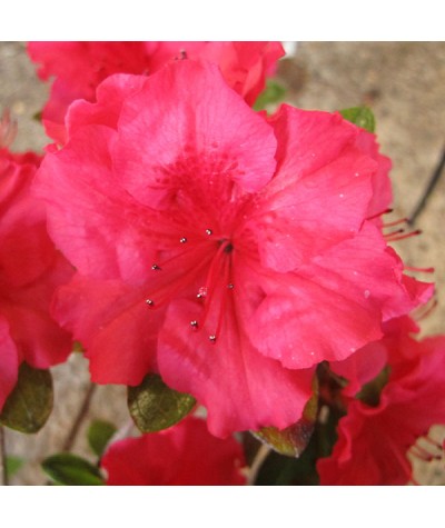 Rhododendron (Azalea) Vuyk's Rosyred (3lt)