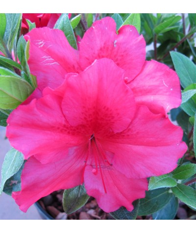 Rhododendron (Azalea) Vuyk's Scarlet (3lt)