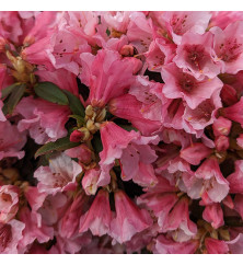 Rhododendron Wee Bee (7.5lt)