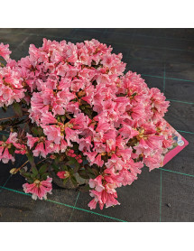 Rhododendron Wee Bee (10lt)