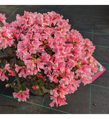 Rhododendron Wee Bee (7.5lt)