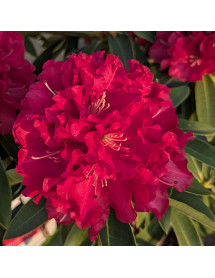 Rhododendron Wilgen's Ruby (10lt)