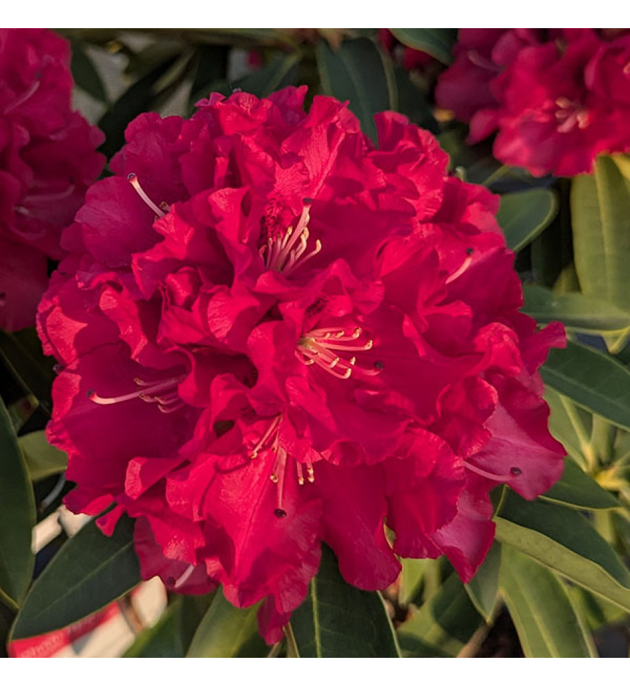 Rhododendron Wilgen's Ruby (10lt)