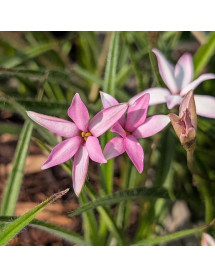 Rhodohypoxis Top Allure (1lt)