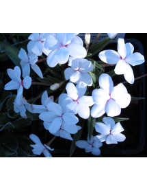Rhodohypoxis baurii Alba (1lt)