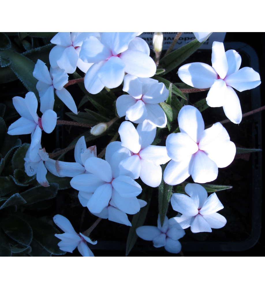 Rhodohypoxis baurii Alba (1lt)