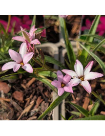 Rhodohypoxis Pink Glow (1lt)