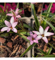 Rhodohypoxis Pink Glow (1lt)
