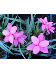 Rhodohypoxis baurii Top Allure (1lt)