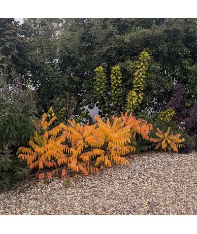 Rhus typhina Tiger Eyes (3lt)