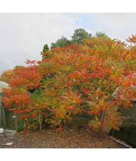 Rhus typhina (3lt)