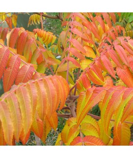 Rhus typhina (3lt)