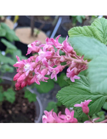 Ribes sanguineum King Edward VII (3lt)