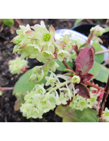 Ribes laurifolium (3lt)