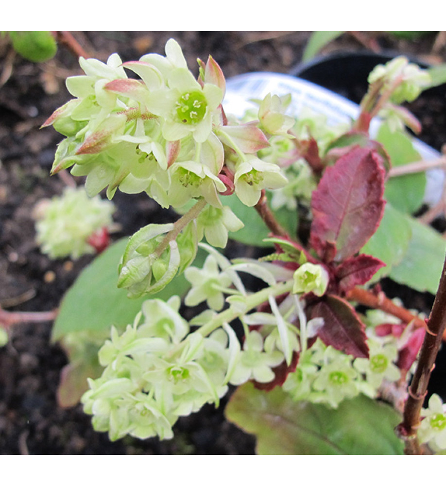 Ribes laurifolium (3lt)
